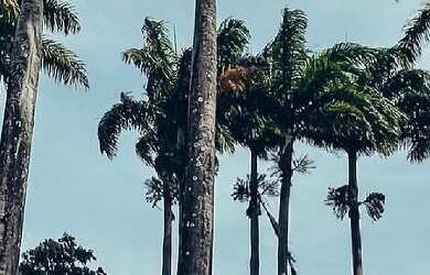 Imagem 2: Lote à venda no Condomínio fechado Alphaville com vista para mar das Três Praias, Guarapar