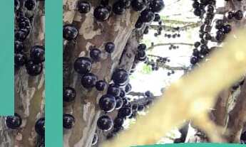 Imagem 6: SÍTIO RURAL em monte santos de minas - MG, Morro Dois Irmãos