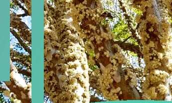 Imagem 3: SÍTIO RURAL em monte santos de minas - MG, Morro Dois Irmãos