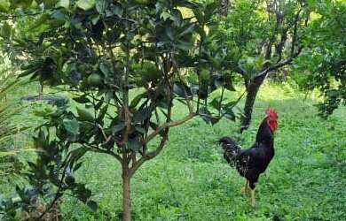 Imagem 7: 3 dormitórios, 1 suítes, 4 banheiro, 1 vaga na garagem