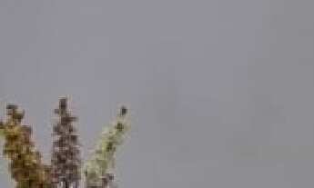 Imagem 4: Venha conhecer esse incrível apartamento com varanda gourmet na Vila Matilde!