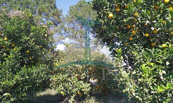 Imagem 4: Chácara à venda em São José dos Pinhais-PR, Passo Amarelo: 3 quartos, 1 sala, 1 banheiro