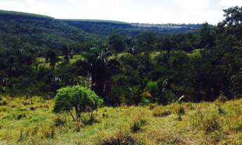 Imagem 7: Excelente fazenda com carvoaria em Presidente Olegário-MG contendo 310 hectares ou seja