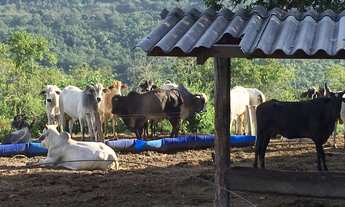 Imagem 10: Excelente fazenda com carvoaria em Presidente Olegário-MG contendo 310 hectares ou seja