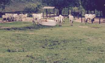 Imagem 11: Excelente fazenda com carvoaria em Presidente Olegário-MG contendo 310 hectares ou seja