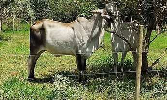 Imagem 7: Oportunidade ! Chácara com 3,94alqueires em Uberlândia