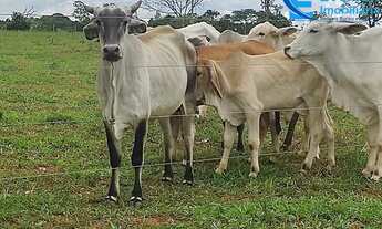 Imagem 4: Oportunidade ! Chácara com 3,94alqueires em Uberlândia