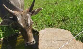 Imagem 6: Oportunidade ! Chácara com 3,94alqueires em Uberlândia