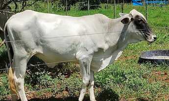 Imagem 5: Oportunidade ! Chácara com 3,94alqueires em Uberlândia