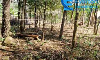 Imagem 6: Oportunidade Chácara - Terreno de 2.000 m2 - Valor R$160.000,00- Com opção compra área de