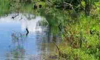 Imagem 6: Rancho - Área 48.400m2 - Ótima oportunidade - Moradia, lazer, pescaria e pequenas atividad