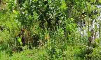 Imagem 5: Rancho - Área 48.400m2 - Ótima oportunidade - Moradia, lazer, pescaria e pequenas atividad