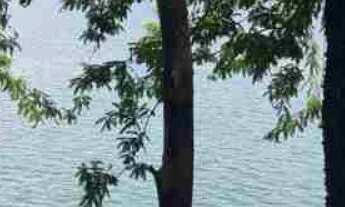 Imagem 7: Oportunidade Chácara medindo 2.000m2 - Condomínio Península de Miranda