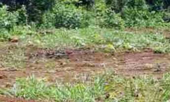 Imagem 2: Oportunidade Chácara 5.136 m2 - Condomínio Lago Verde - Miranda - valor R$650.000,00