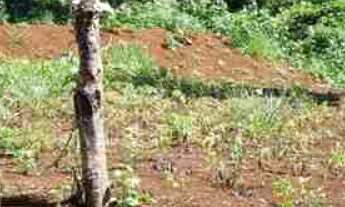 Imagem 6: Oportunidade Chácara 5.136 m2 - Condomínio Lago Verde - Miranda - valor R$650.000,00