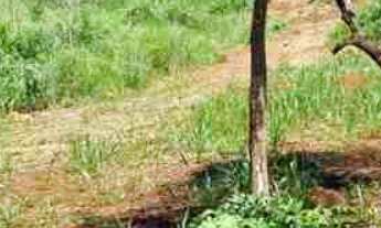 Imagem 4: Oportunidade Chácara 5.136 m2 - Condomínio Lago Verde - Miranda - valor R$650.000,00