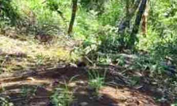 Imagem 5: Oportunidade Chácara 5.136 m2 - Condomínio Lago Verde - Miranda - valor R$650.000,00