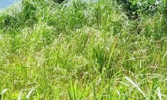 Imagem 3: Oportunidade Chácara 3.968,11m2 - Condomínio Lago Verde - Miranda - valor R$650.000,00