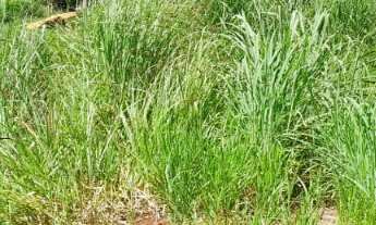 Imagem 5: Oportunidade Chácara 3.968,11m2 - Condomínio Lago Verde - Miranda - valor R$650.000,00