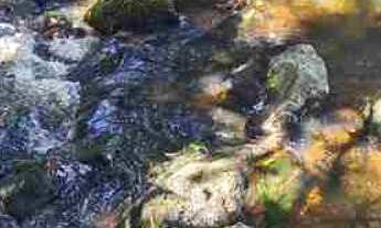 Imagem 6: Fazenda contendo 94.76 Alqueires no Município de Campo Alegre de Goiás - GO