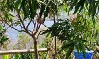 Imagem 2: Rancho região do Capim Branco I, sentido estrada do pau furado/trilha do leite