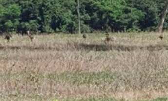 Imagem 3: Fazenda à venda: Oportunidade única em Aparecida do Rio Doce-GO, 2.803 hectares de dupla a
