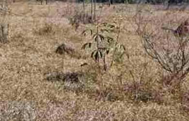 Imagem 3: Sítio 48.400m2 (01 Alqueire) - OPORTUNIDADE - Moradia, lazer e pequenos empreendimentos Ag