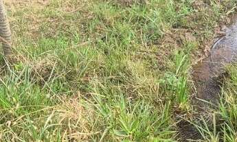 Imagem 4: Sitio próximo a Uberlândia MG