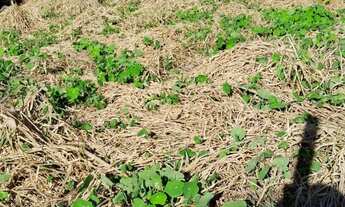 Imagem 3: TERRENO RESIDENCIAL em POÇOS DE CALDAS - MG, VILA RABELO