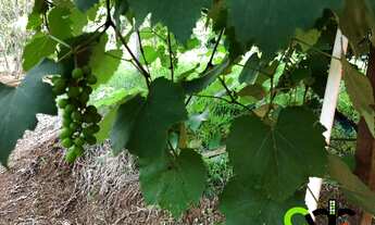 Imagem 5: CHACARA RESIDENCIAL em BANDEIRA DO SUL - MG, CORREAS