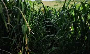 Imagem 4: TERRENO EM CANDEIAS