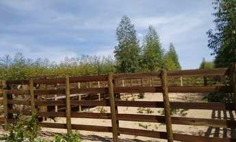 Imagem 2: Fazenda para venda em Januaria-MG, com 500 hectares, rio na propriedade e energia elétrica