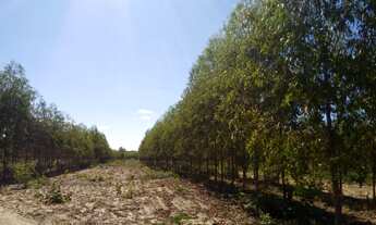 Imagem 7: Fazenda para venda em Januaria-MG, com 500 hectares, rio na propriedade e energia elétrica