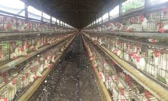 Imagem 4: Granja para venda na região de Araçatuba-SP, com 6 alqueires, estrutura excelente e comple