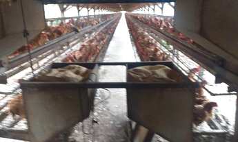 Imagem 6: Granja para venda na região de Araçatuba-SP, com 6 alqueires, estrutura excelente e comple