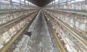 Imagem 5: Granja para venda na região de Araçatuba-SP, com 6 alqueires, estrutura excelente e comple