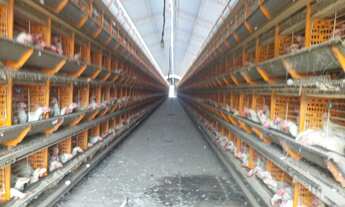 Imagem: Granja para venda na região de Araçatuba-SP