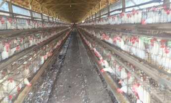 Imagem 7: Granja para venda na região de Araçatuba-SP, com 6 alqueires, estrutura excelente e comple