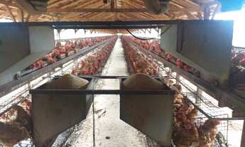 Imagem 3: Granja para venda na região de Araçatuba-SP, com 6 alqueires, estrutura excelente e comple