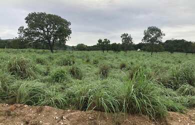 Imagem 4: Ótima fazenda para venda na região de Monte Alegre de Goias -GO, com 2.600 hectares, monta
