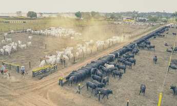 Imagem 3: Ótima fazenda dupla aptidão para venda na região de Novo Horizonte do Norte-MT, com 1.900