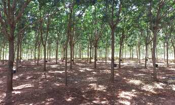 Imagem: Sitio para venda na região de Votuporanga-SP