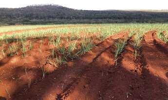 Imagem 2: Fazenda para venda na regiao de São Carlos-SP, com 74 alqueires sendo 53 em cana arrendada