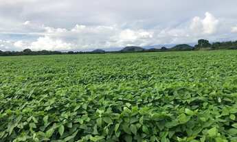 Imagem 4: Fazenda para venda na região de Porto Alegre do Norte-MT, com 39.000 hectares, produção de