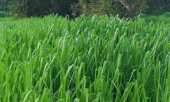 Imagem: Fazenda para venda na região do Prata-MG