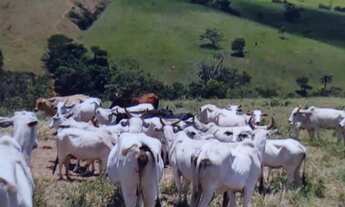 Imagem: Fazenda para venda na região de Patos de