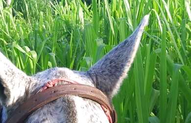 Imagem 4: Fazenda para venda na região do Prata-MG, com 755 hectares com aproveitamento de 70% para