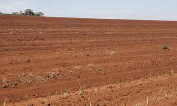 Imagem 3: Fazenda para venda na região de Ribeirão Preto-SP, com 95 alqueires, sendo 80 alqueires em