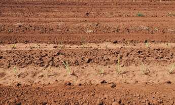 Imagem 5: Fazenda para venda na região de Ribeirão Preto-SP, com 95 alqueires, sendo 80 alqueires em