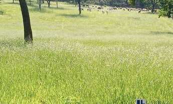 Imagem: Sitio para venda na região de Ribeirão